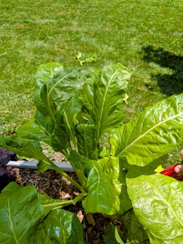 Customer photo review of Perpetual Spinach Swiss Chard Seeds