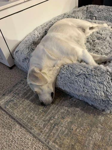 Customer photo review of PaWz Premium Pet Orthopaedic Bed