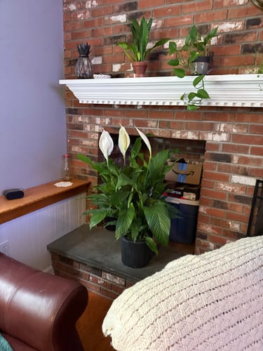 Customer photo review of Large Peace Lily