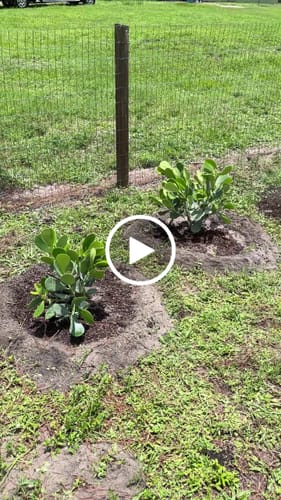 Customer video review of Clusia