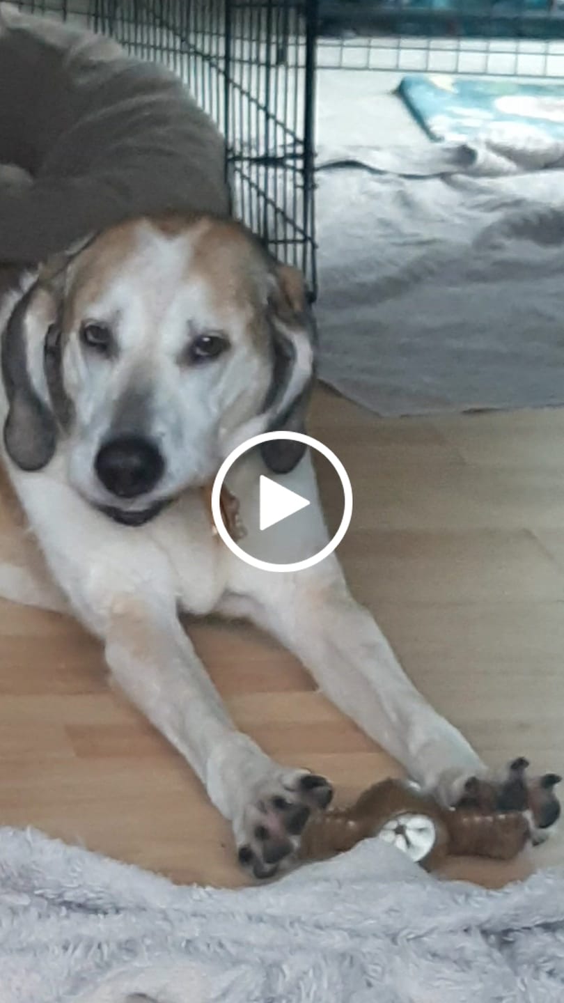 Customer video review of 12 Inch Beef Trachea