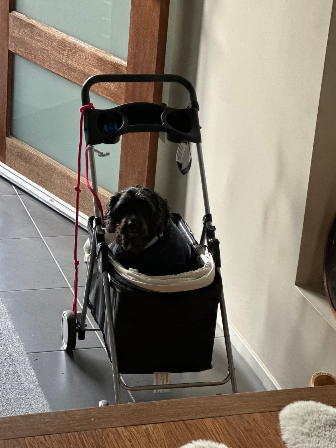 Customer photo review of Pawz Compact & Comfortable Pet Stroller