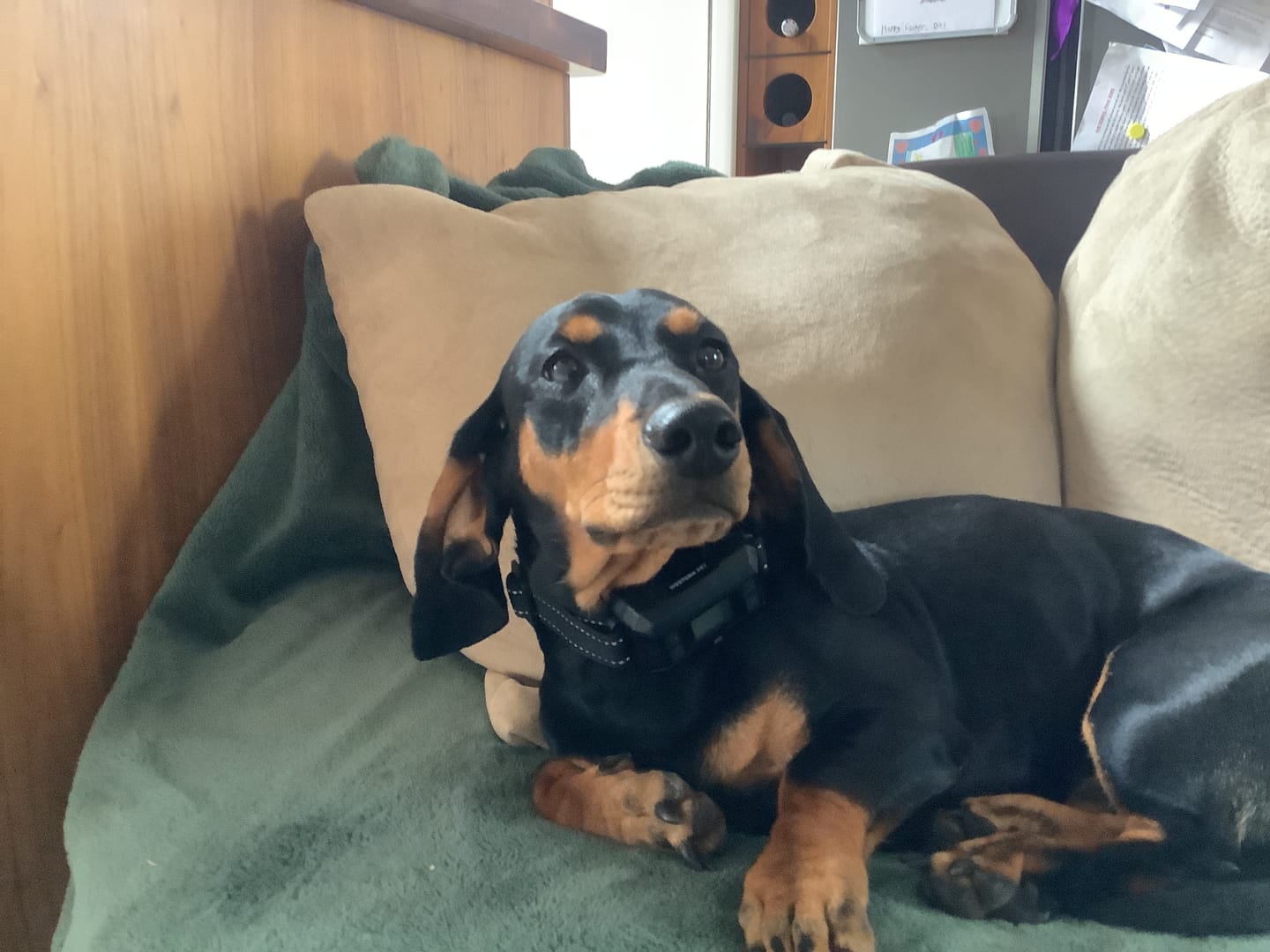 Customer photo review of GPS Dog Fence F8 | for Small, Medium and Large dogs