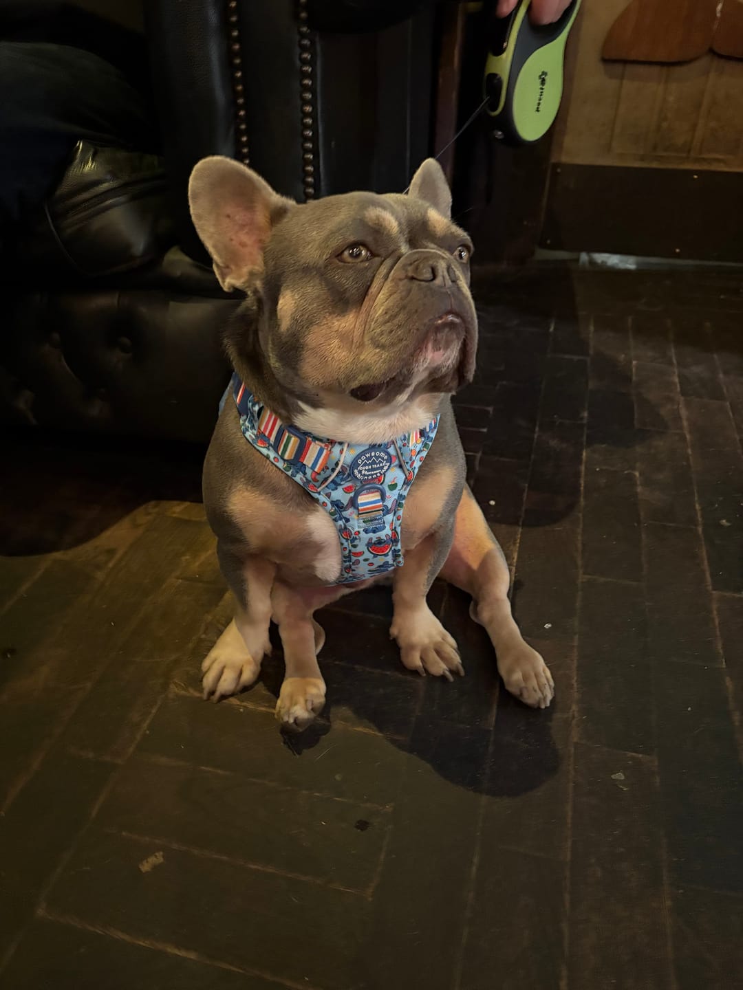 Customer photo review of Disney© Tough Trails™ Harness - Stitch's Fruit Fiesta