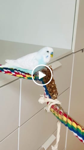 Customer video review of Rote Kolbenhirse