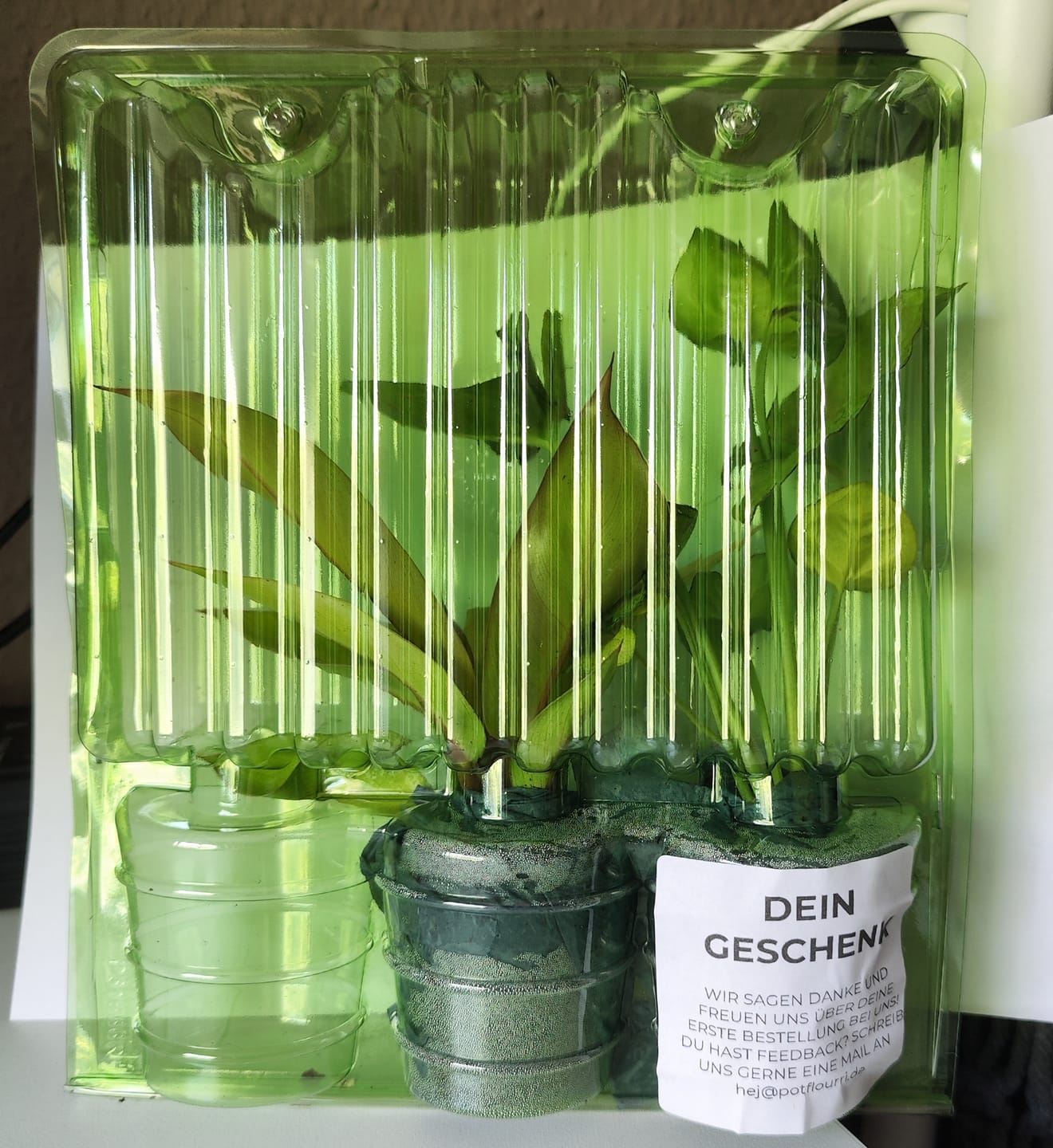Customer photo review of PHILODENDRON PRINCE OF ORANGE