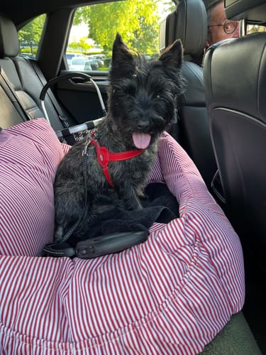 Customer photo review of Premium Hunde Autositz inkl. Sicherheitsgurt