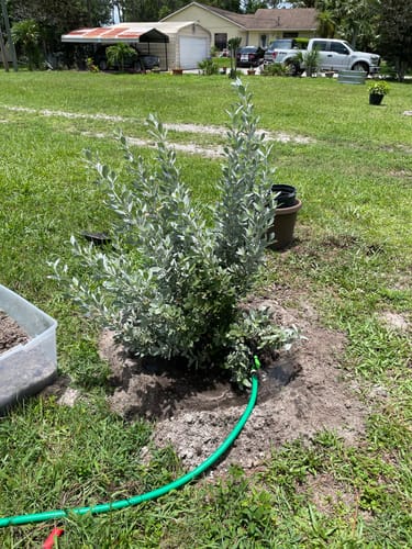 Customer photo review of Silver Buttonwood