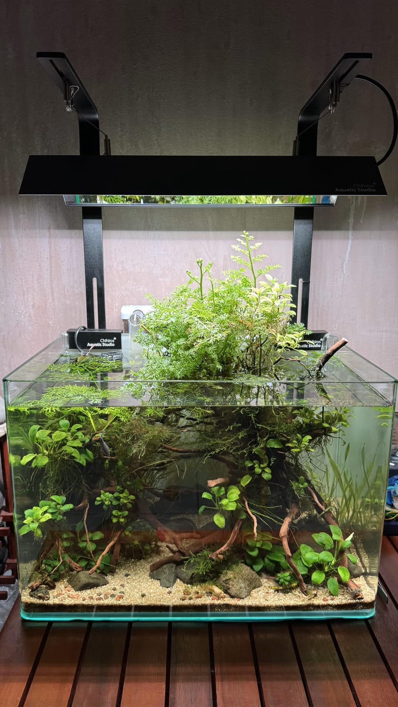 Customer photo review of Chihiros WRGB II Slim LED Light
