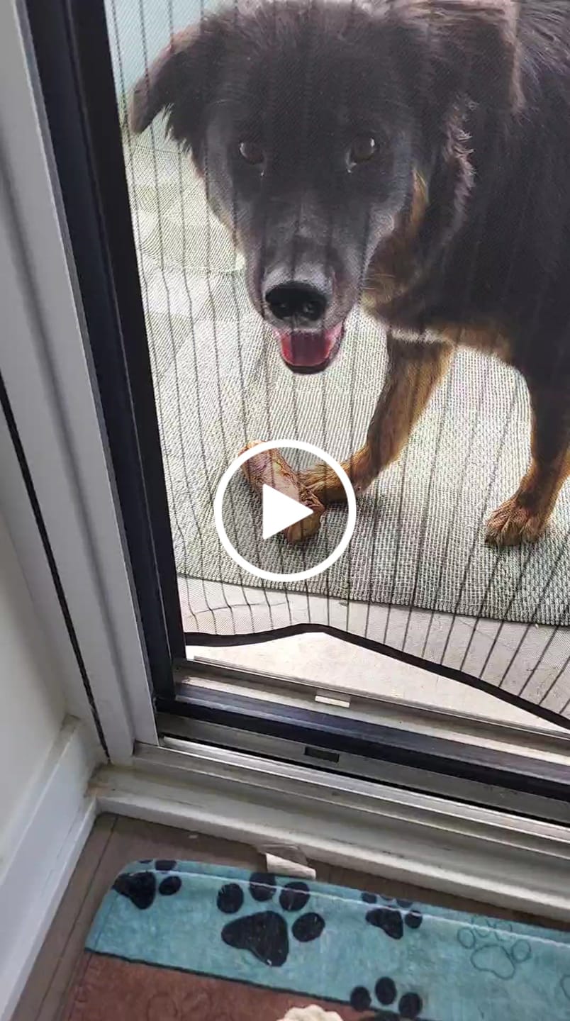 Customer video review of 5-6 Inch Marrow Bone
