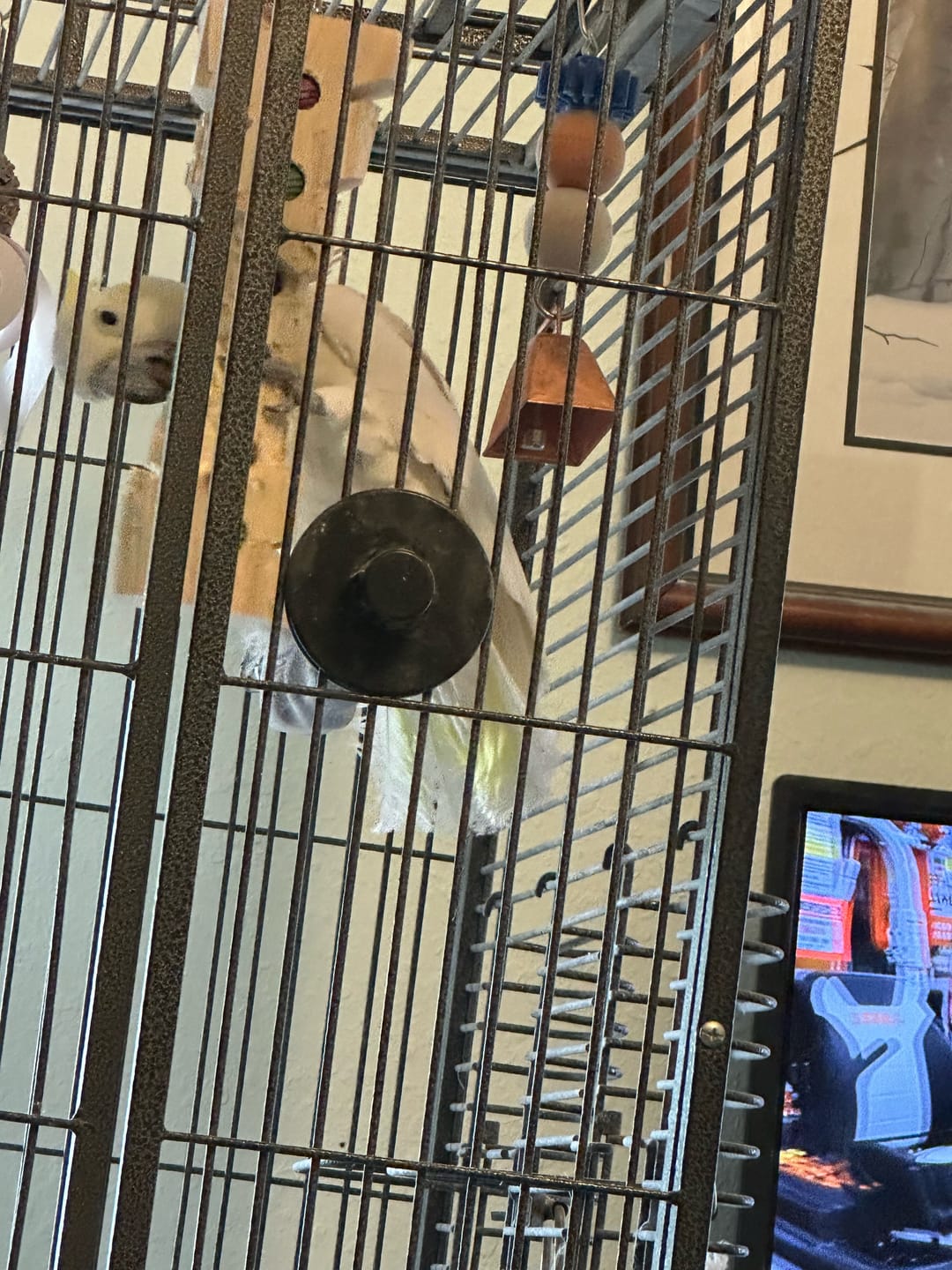 Customer photo review of Big Chippy - The Ultimate Toy For Big Birds