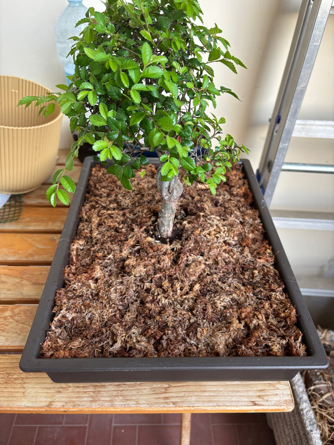 Customer photo review of VASI BONSAI PLASTICA RIGIDA PROFESSIONALI