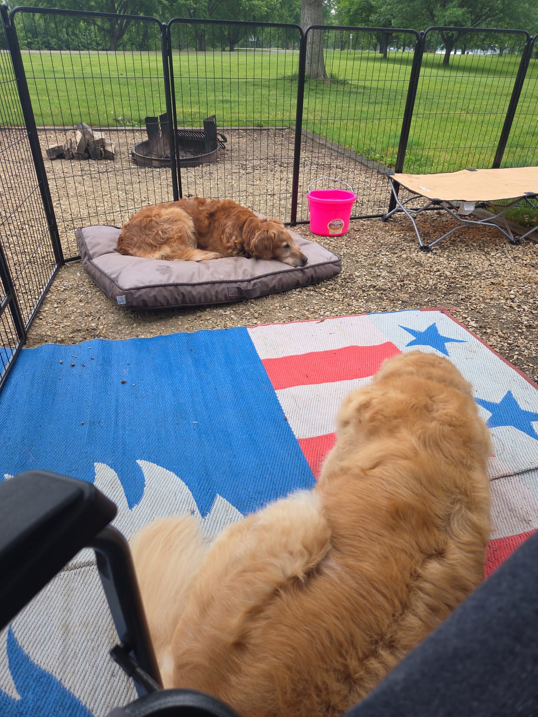 Customer photo review of Instant Dog Playpen for RV Trips