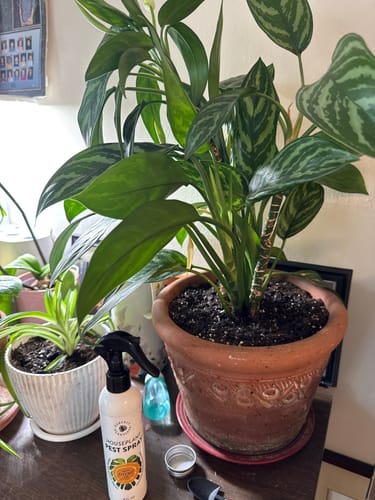 Customer photo review of Houseplant Pest Spray