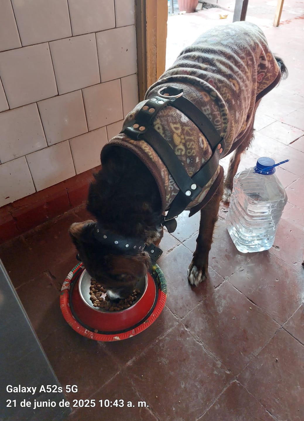 Customer photo review of CHAMPION DOG SENIOR CARNE Y POLLO 18KG