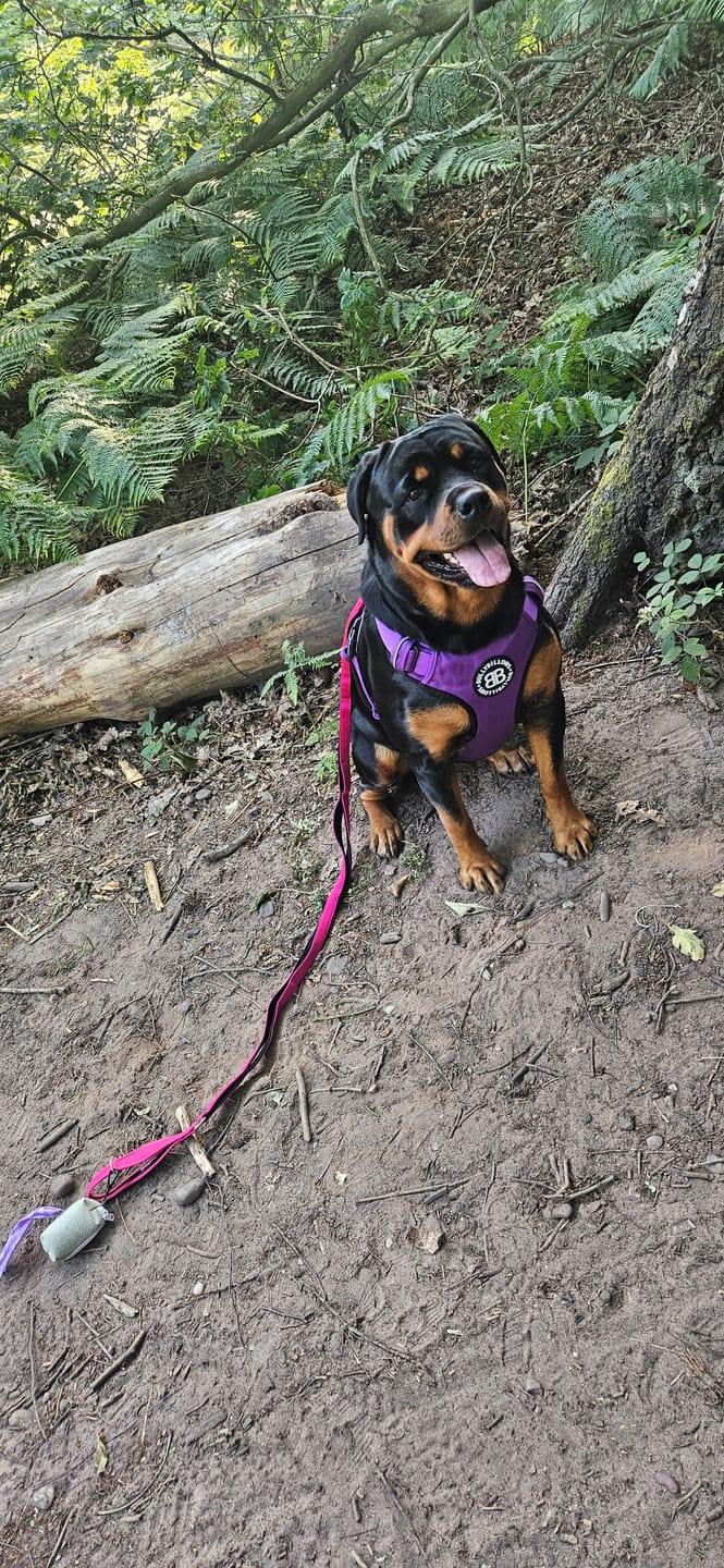 Customer photo review of Comfort Premium Harness | Non Restrictive - Purple