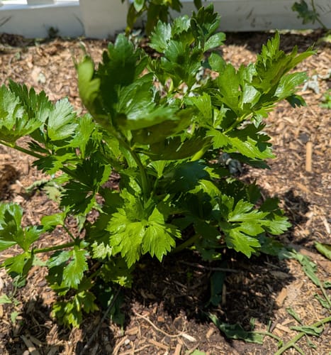 Customer photo review of Merengo Celery Seeds