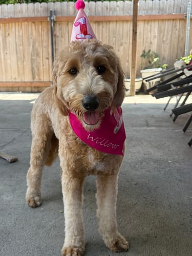 Customer photo review of Personalized Dog Party Pack