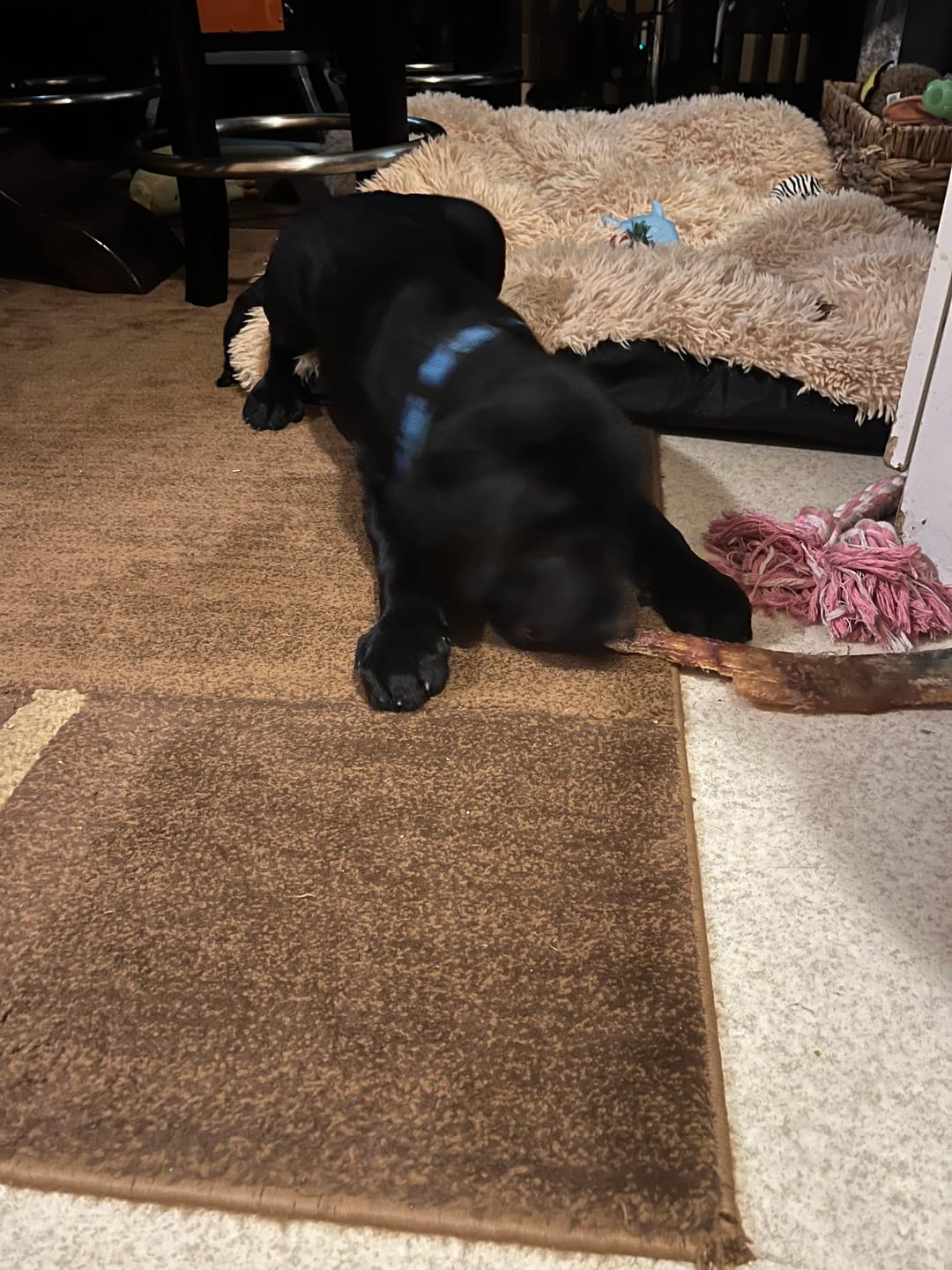 Customer photo review of 12 Inch Beef Jerky Strip