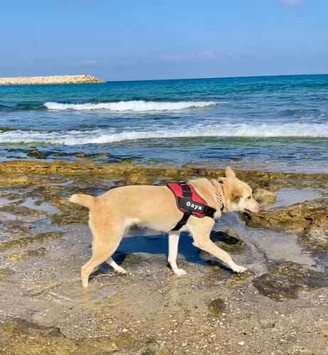 Customer photo review of No-Pull Paw Harness™ (Get Free Leash)