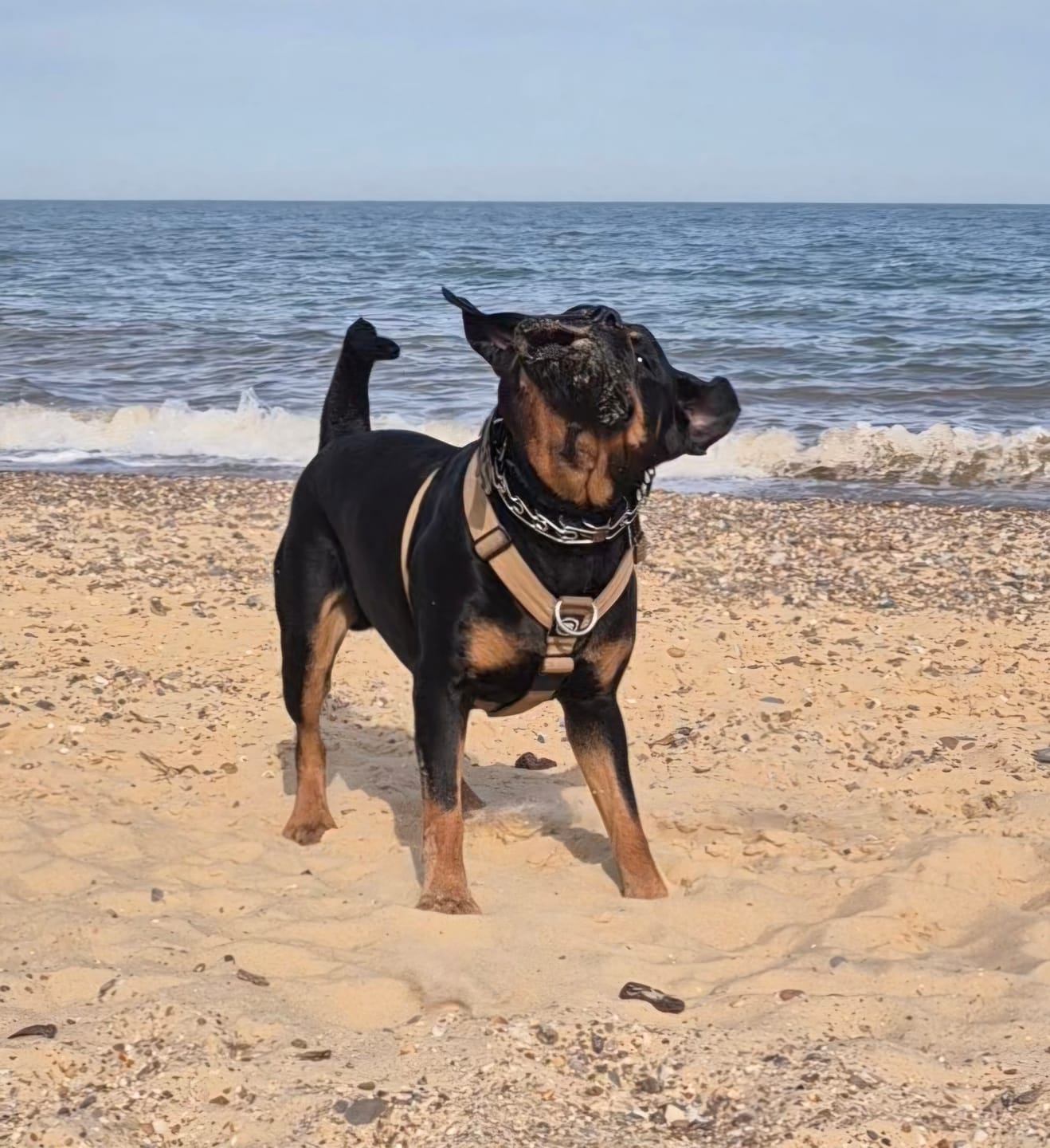 Customer photo review of Training Anti Pull TRI-Harness® | M-XL Breeds - Magenta