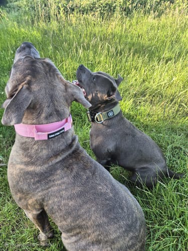 Customer photo review of 4cm Combat® Collar | Rated Clip - NO HANDLE - Khaki