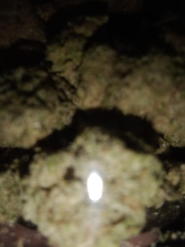 Customer photo review of THC Moonrock Nuggs Flower D8 THCp THCa Infused OG KUSH HYBRID 7 GRAMS 31.6%