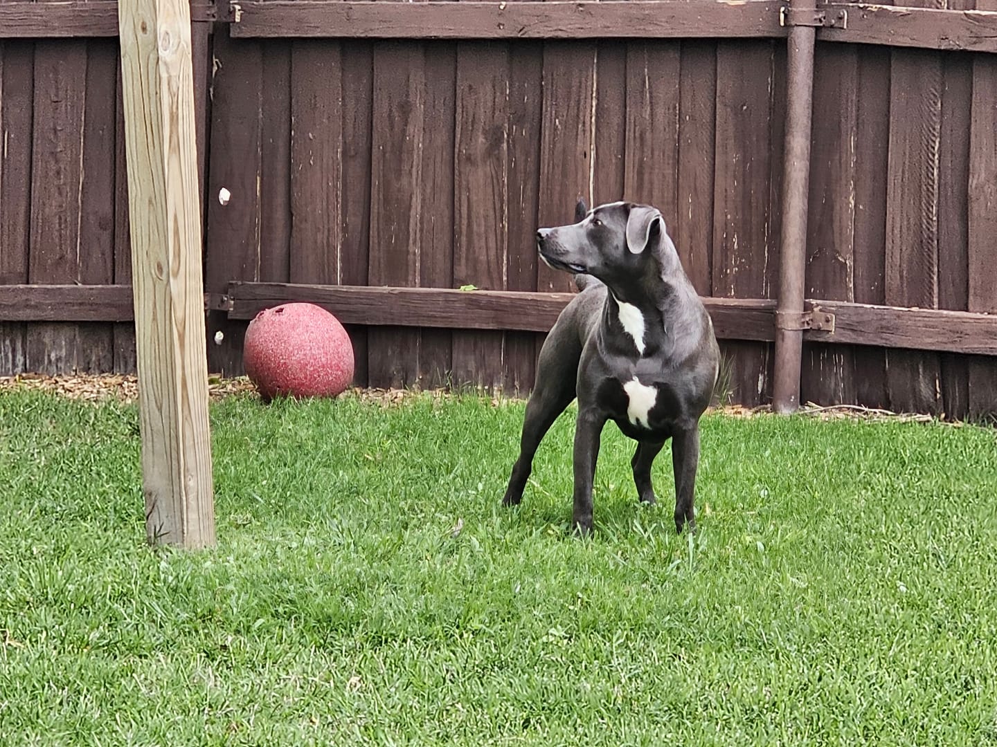Customer photo review of 12 Inch Braided Bully Sticks