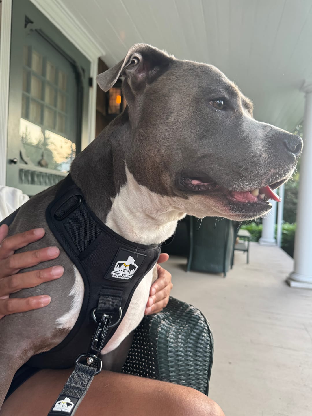 Customer photo review of Matching Black 6' Bully Proof Leash