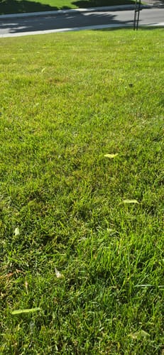 Customer photo review of Par 3 Herbicide Lawn Weed Killer 4L