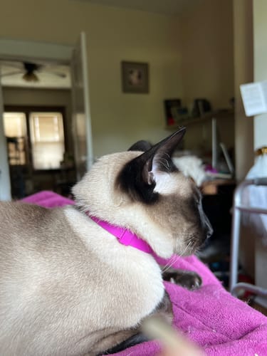 Customer photo review of FurLife™ - 8 Months Flea and Tick Collar for Cats