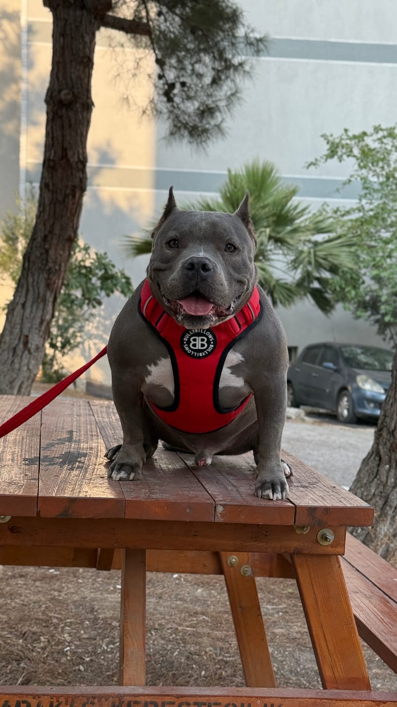 Customer photo review of Comfort Premium Harness | Non Restrictive - Red