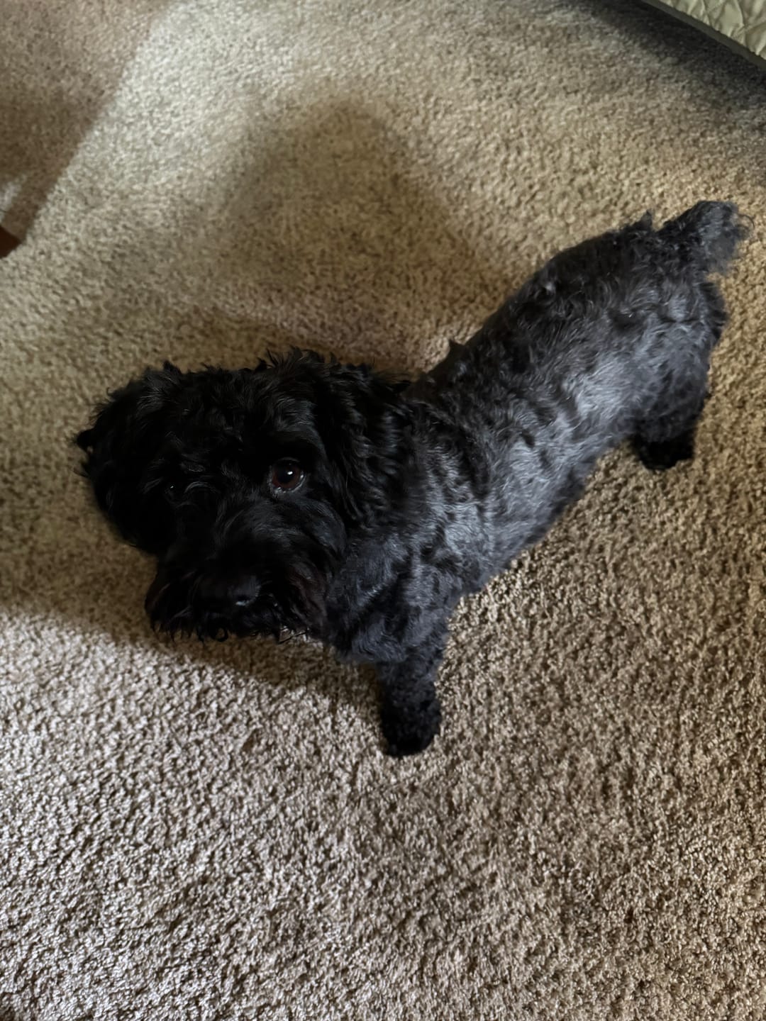 Customer photo review of furMe® AirClipper Blades