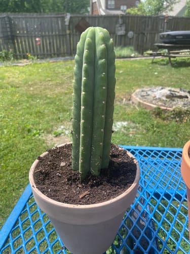 Customer photo review of San Pedro Cactus | Trichocereus (Echinopsis) Pachanoi