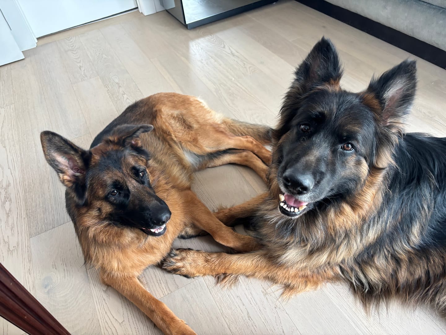 Customer photo review of 12 Inch Monster Braided Bully Stick
