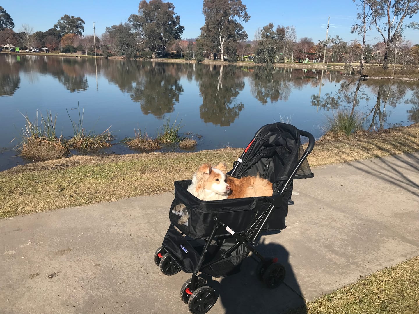 Customer photo review of PaWz Pet Dog Stroller Pram 4 Wheels