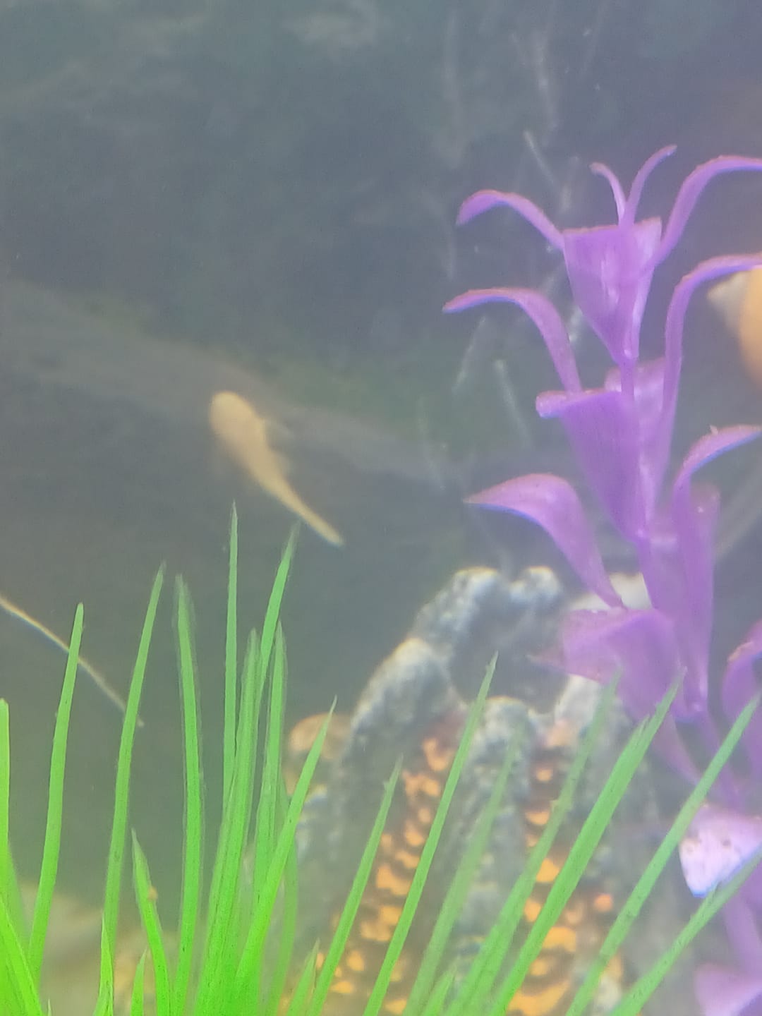 Customer photo review of L144a Blue Eye Lemon Bristlenose Pleco (2 Inches) "NEW"