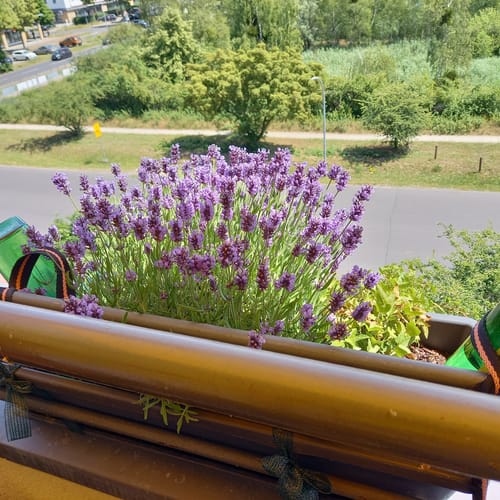 Customer photo review of Topfpflanzenbewässerung „Hydro Wine“ 4 Stk. Tonkegel für Wein- & PET-Flaschen