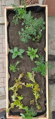 Customer photo review of 18" x 48" Raised Garden Bed - 30" TALL