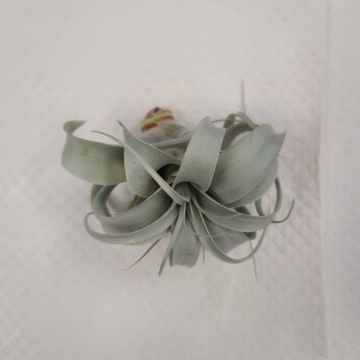 Customer photo review of Xerographica Thick Leaf Form  *Cannot Be Shipped Internationally*
