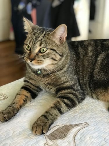 Customer photo review of Patsli Belly