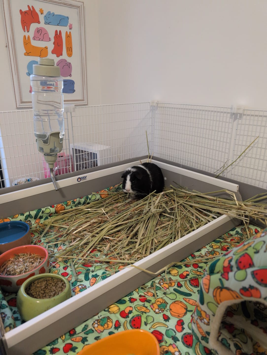 Customer photo review of Guinea Pig Cage Kitchen - Ozzy C&C Cages