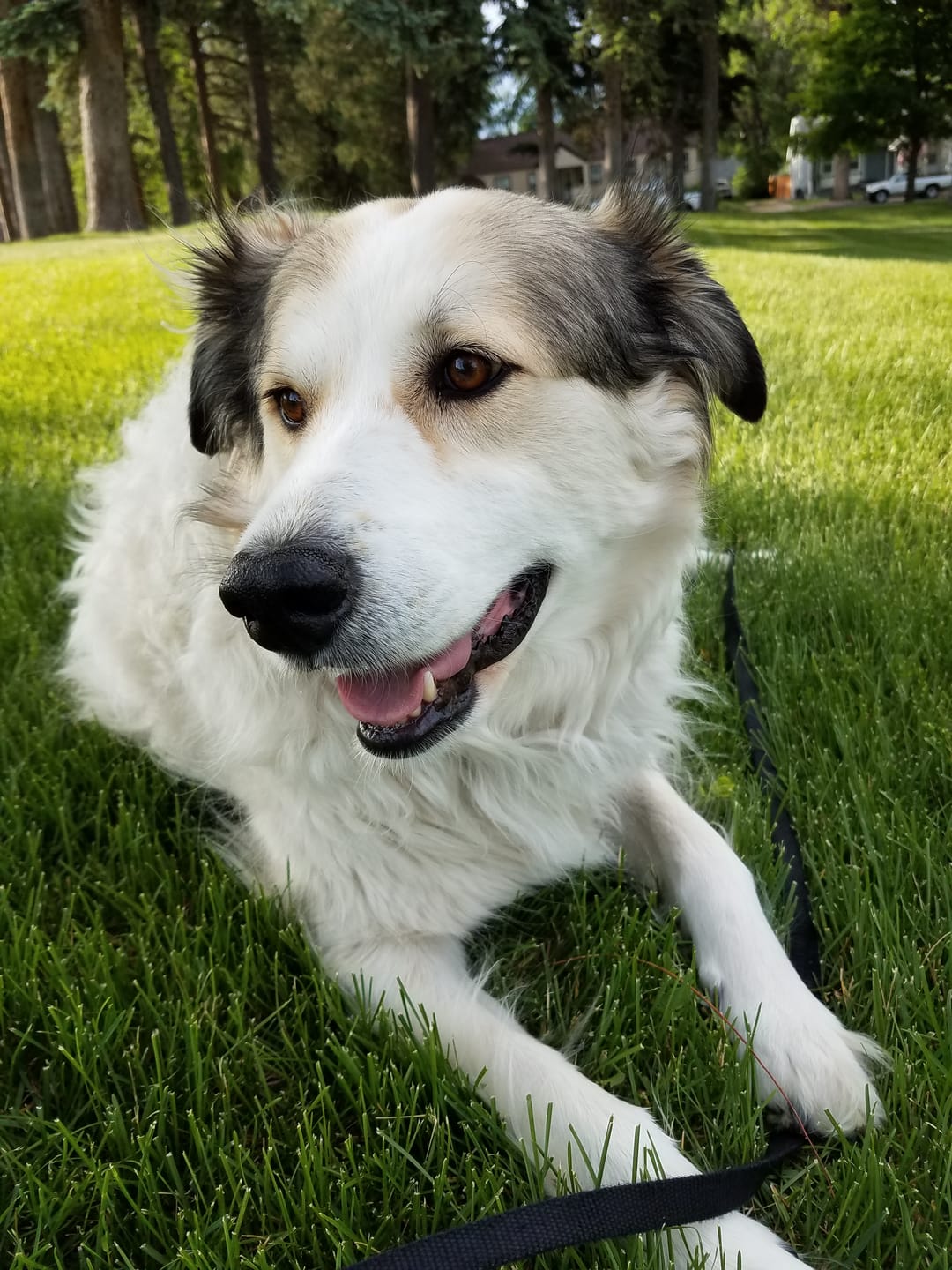 Customer photo review of Lolahemp Hip & Joint Chews (B)