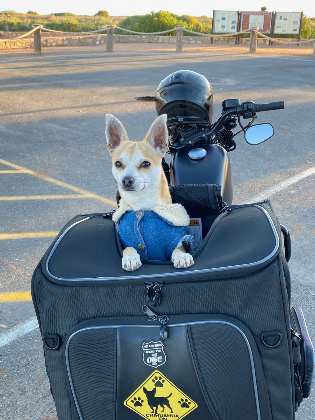 Customer photo review of Sherpa Denim dog vest + Dog Band Hoodie Set