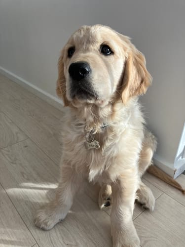 Customer photo review of Personalised Dog Collar Tags