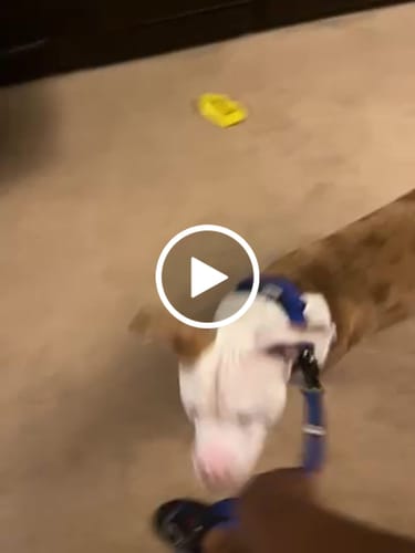 Customer video review of Bully Proof Set Leash + Collar