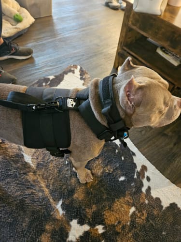 Customer photo review of Matching Black 6' Bully Proof Leash