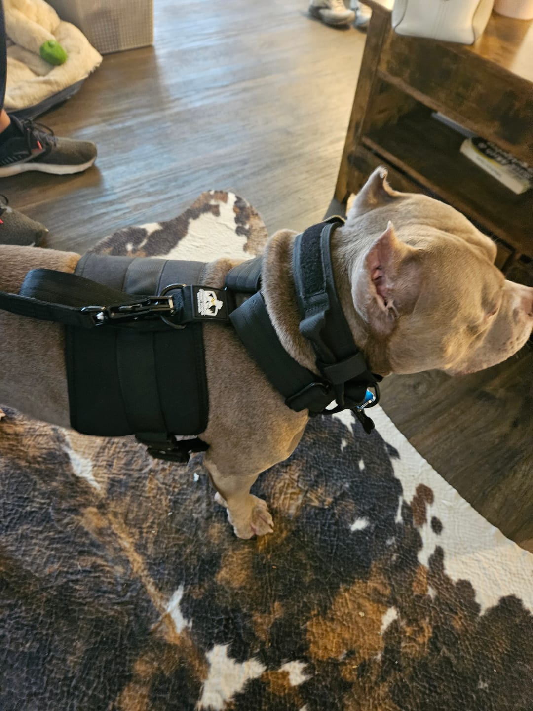 Customer photo review of Matching Black 6' Bully Proof Leash