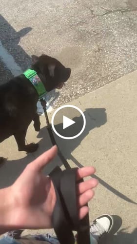 Customer video review of Tacti Dog Leash - Black