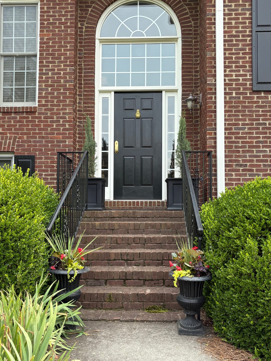 Customer photo review of Dwarf Italian Cypress, Mediterranean Cypress